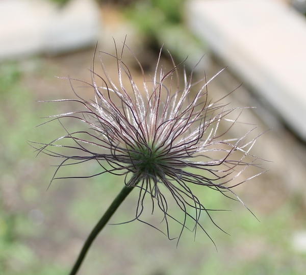 Purple Pasque Flower Seed Head