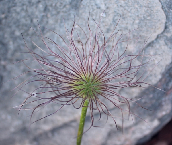 Purple Pasque Flower Seed Head