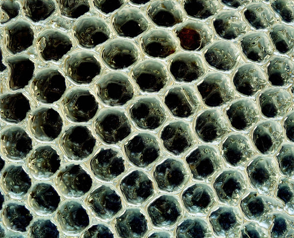 liquid honeycomb