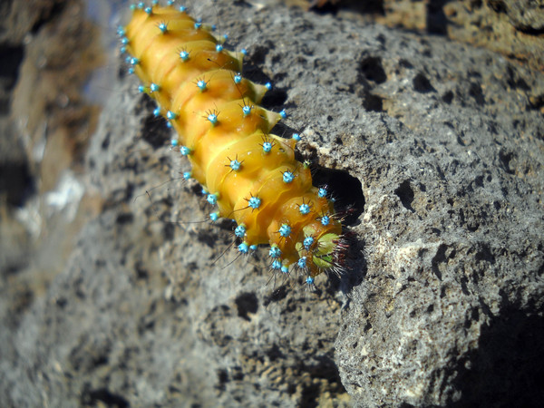 giant  caterpillar
