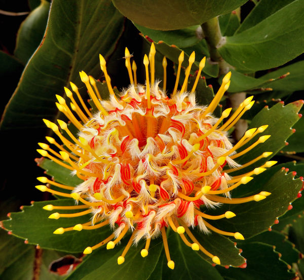 South African wildflowers10