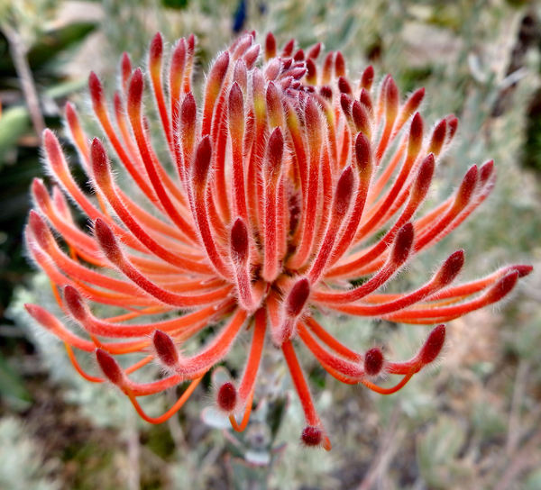 South African wildflowers12