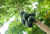 papayas verdes crudas en el árbol
