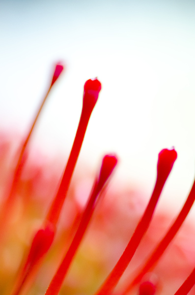 Flower abstract 3: 
