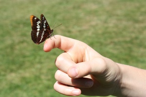 vlinder op de hand: 