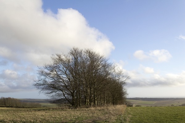 Landscape with windbreak trees