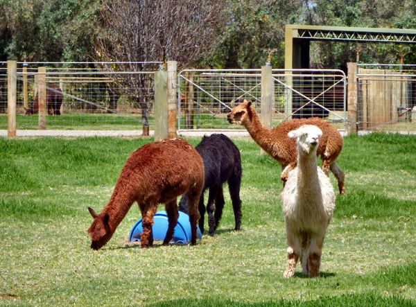 grazing alpacas8