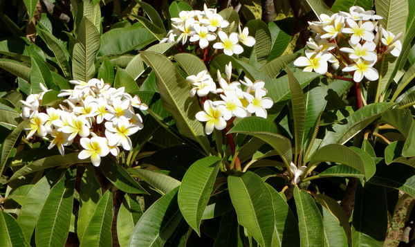 frangipani flowers & foliage1