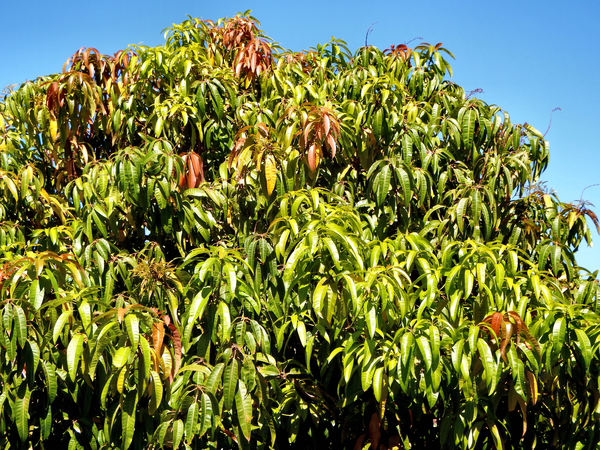 mango tree foliage1