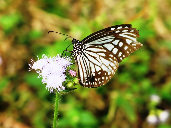 butterfly and flower 2