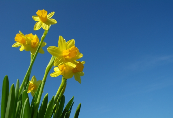 daffodil1: daffodil in sky