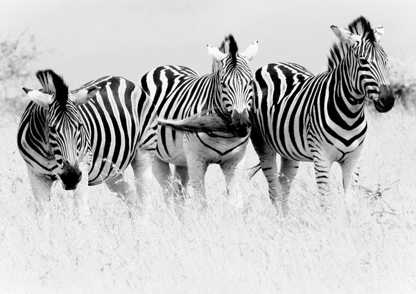 Zebras in schwarz und weiß: 