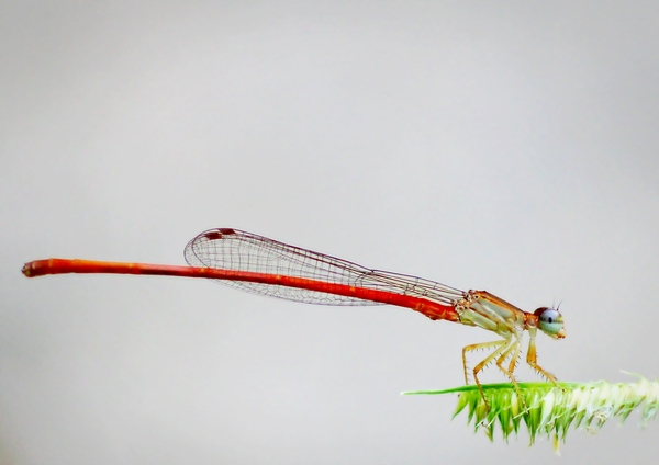 Needle Thin Dragonfly