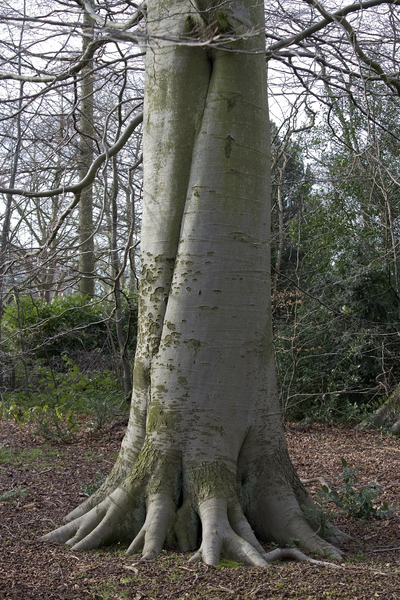 Beech tree trunk