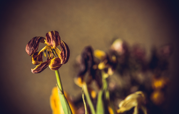 Dry tulips | Free stock photos - Rgbstock - Free stock images ...