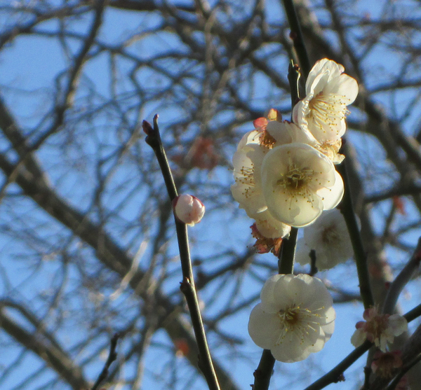 Early White Cherry Blossom