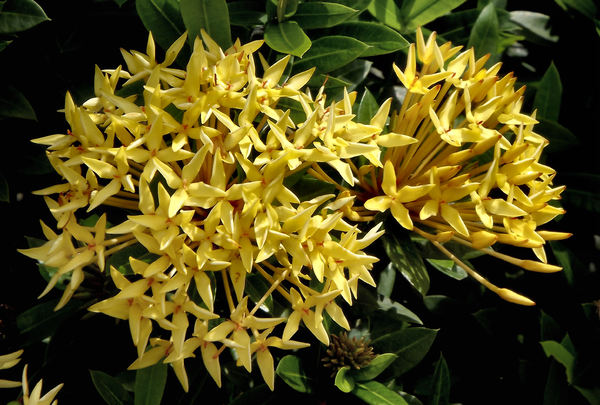 golden flower cluster1