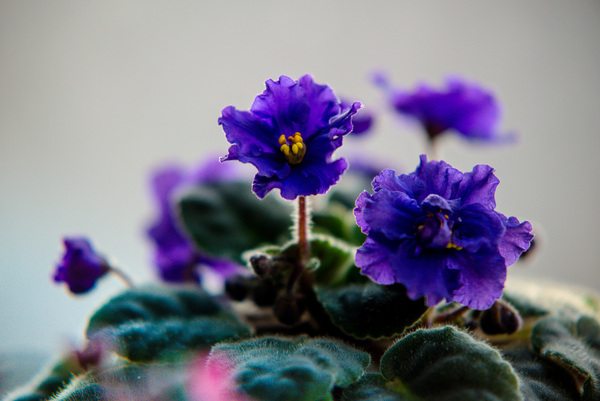 Violet: Flowers