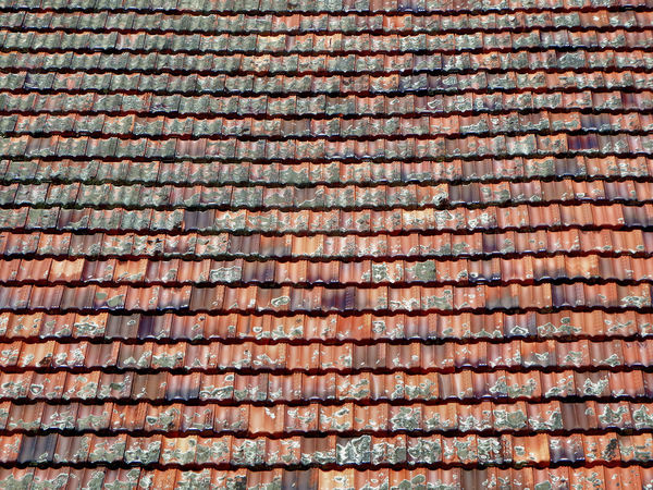 roof lichen2