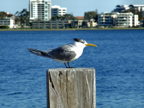 crested tern1: greater crested tern perched on river pier stump
