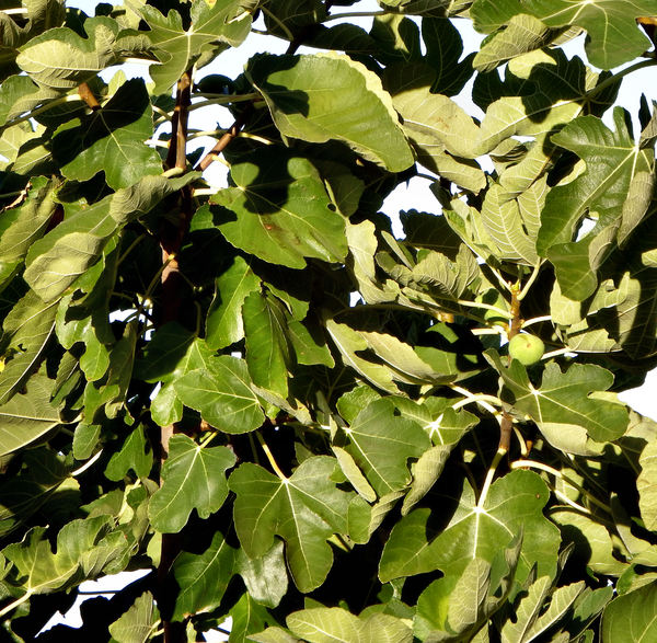 fig tree foliage4