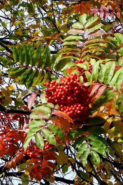Rich Red Rowan berries