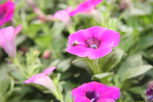 A fly on the flower