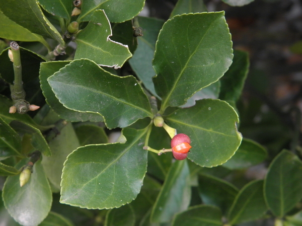 the fruit of a holly