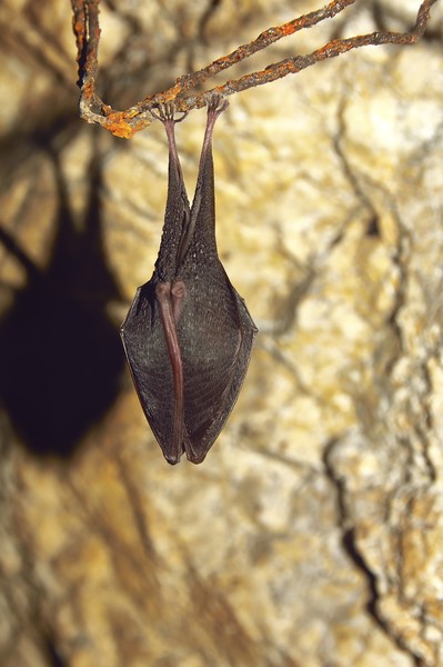 Greater horseshoe bat