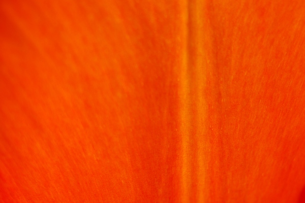 Texture - tulip