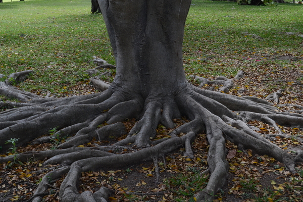 A giant claw