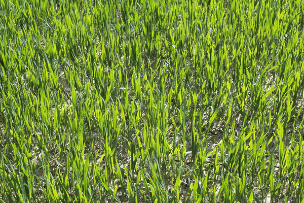 Wheat crop texture