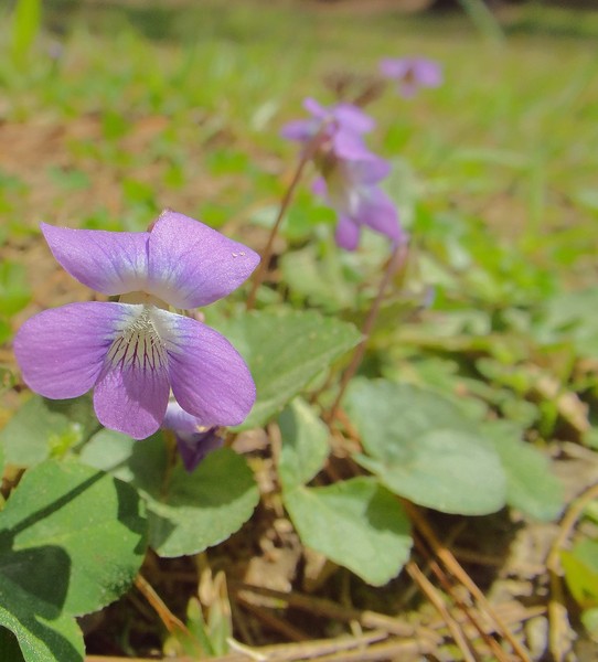 LIttle purple flower