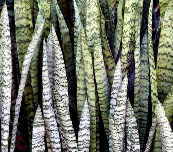 Ten New Age Methods To Snake Plant Varieties Chart