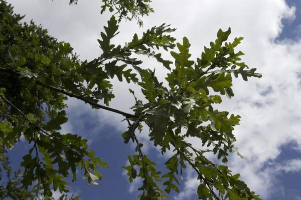 Sessile oak leaves