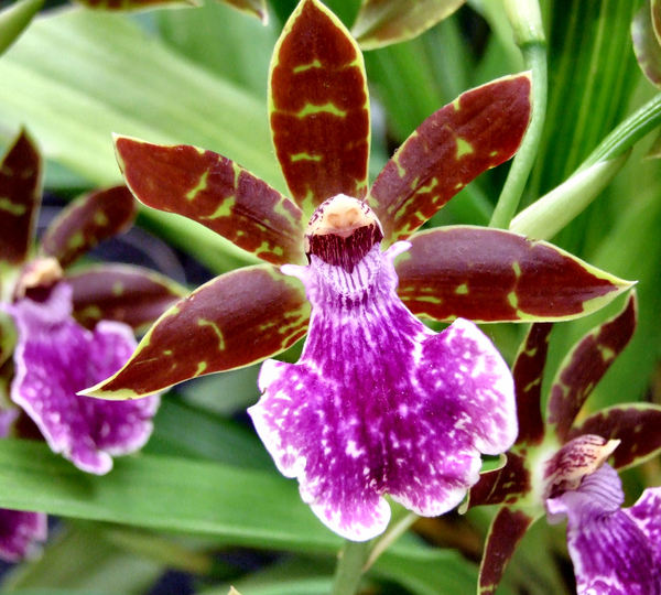 intricate orchids8