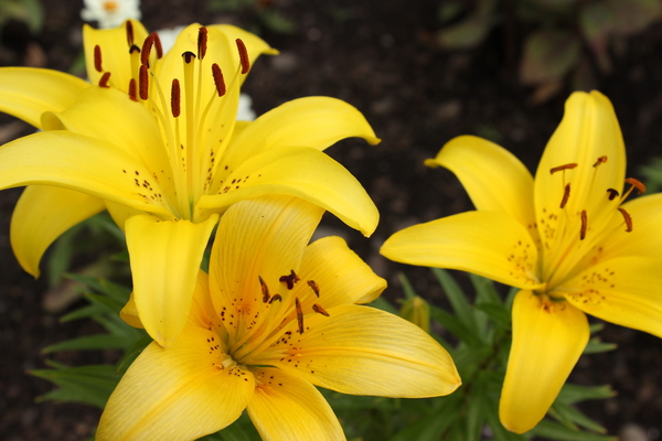 Day Lilies