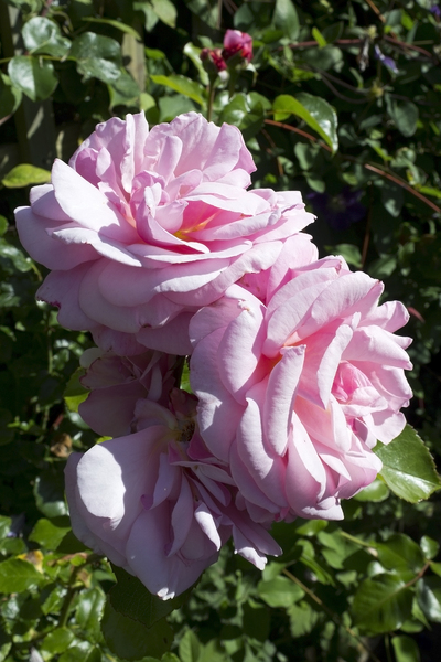 Pink blowsy rose