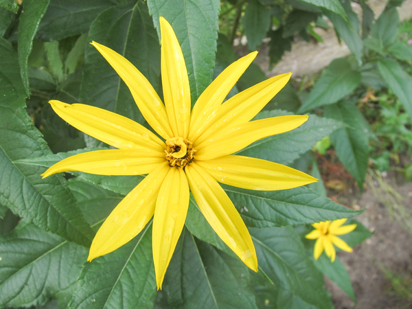 splendid yellow flower