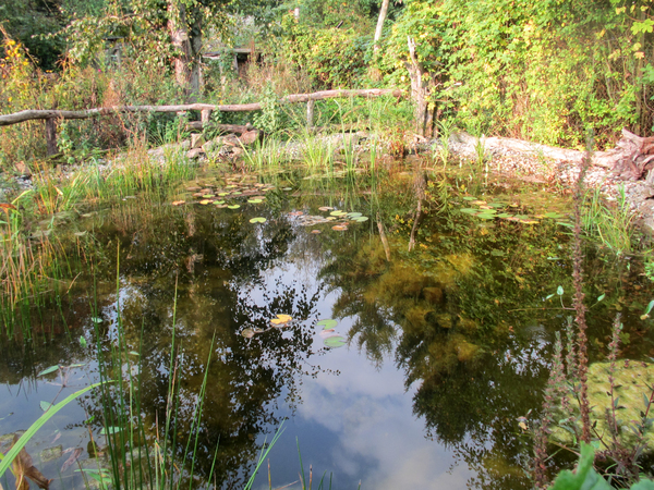 pond scenery 2