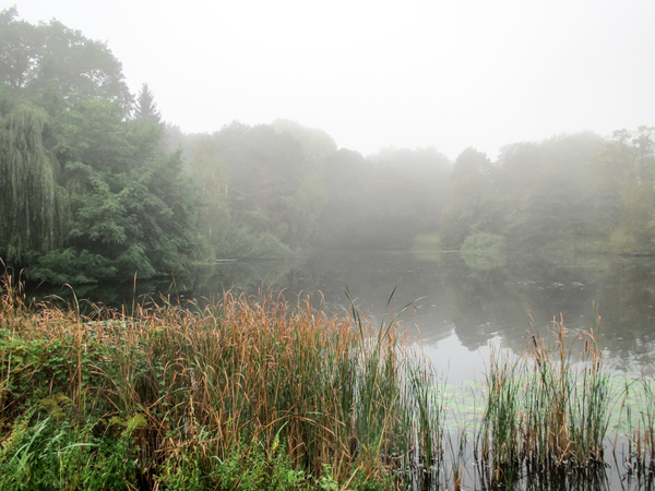 foggy lake idyll 2