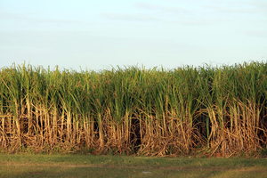 Sugar Cane Field: A sugar cane field in Queensland, Australia.
