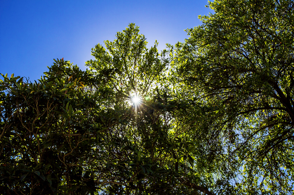 Sun Through Trees