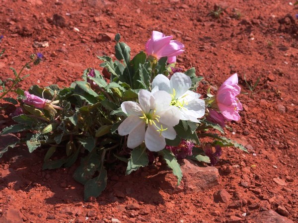 Wild Desert Prime Rose