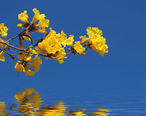 Yellow Flowers Over Water: Yellow tree blossoms from the tabebuia chrysantha tree reflected in water. You may prefer:  http://www.rgbstock.com/photo/nDc8PZC/Yellow+Lily+Over+Water  or:  http://www.rgbstock.com/photo/mf1c7rC/Purple+Flower+Over+Water