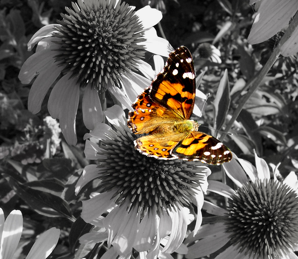 butterfly: Decided to make the background black and white to make the butterfly stand out more.