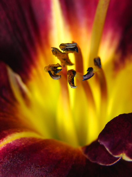Daylily abstract