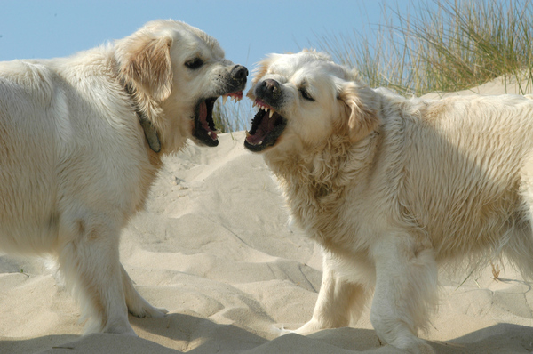 Golden retrivers at the sea si