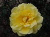Une rose jaune