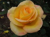 Orange Rose 1